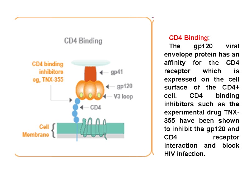 CD4 Binding:  The gp120 viral envelope protein has an affinity for the CD4